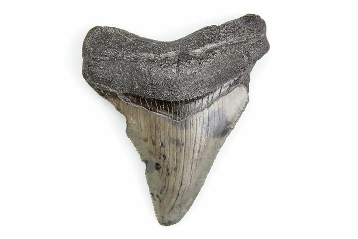 Serrated, Juvenile Megalodon Tooth - South Carolina #195924